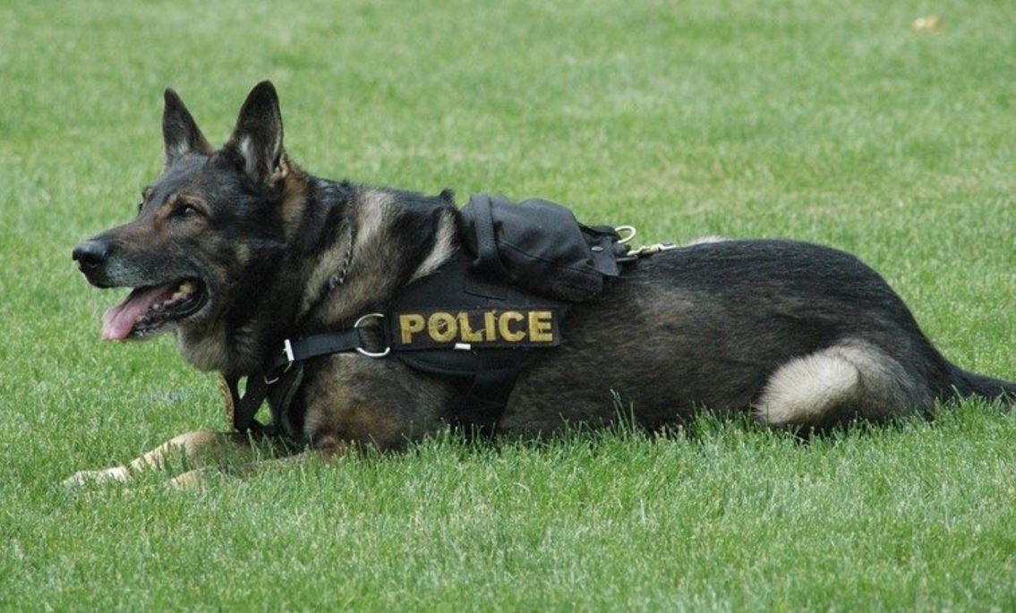 15 Most Dangerous Dog Breeds In World Be Aware Of These Dogs Reckon