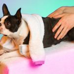 dog massage national dog day celebration ideas