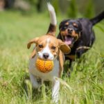 dogs-day-activities