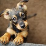 dogs day ways to celebrate