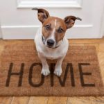 how to celebrate dog day