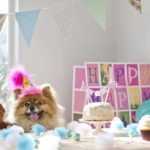 how to celebrate dog day party