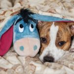 how to celebrate national dog day