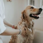 dog washing