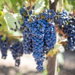 grapes for wine