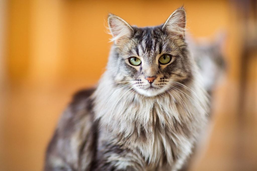 Maine-coon-cats-most-expensive