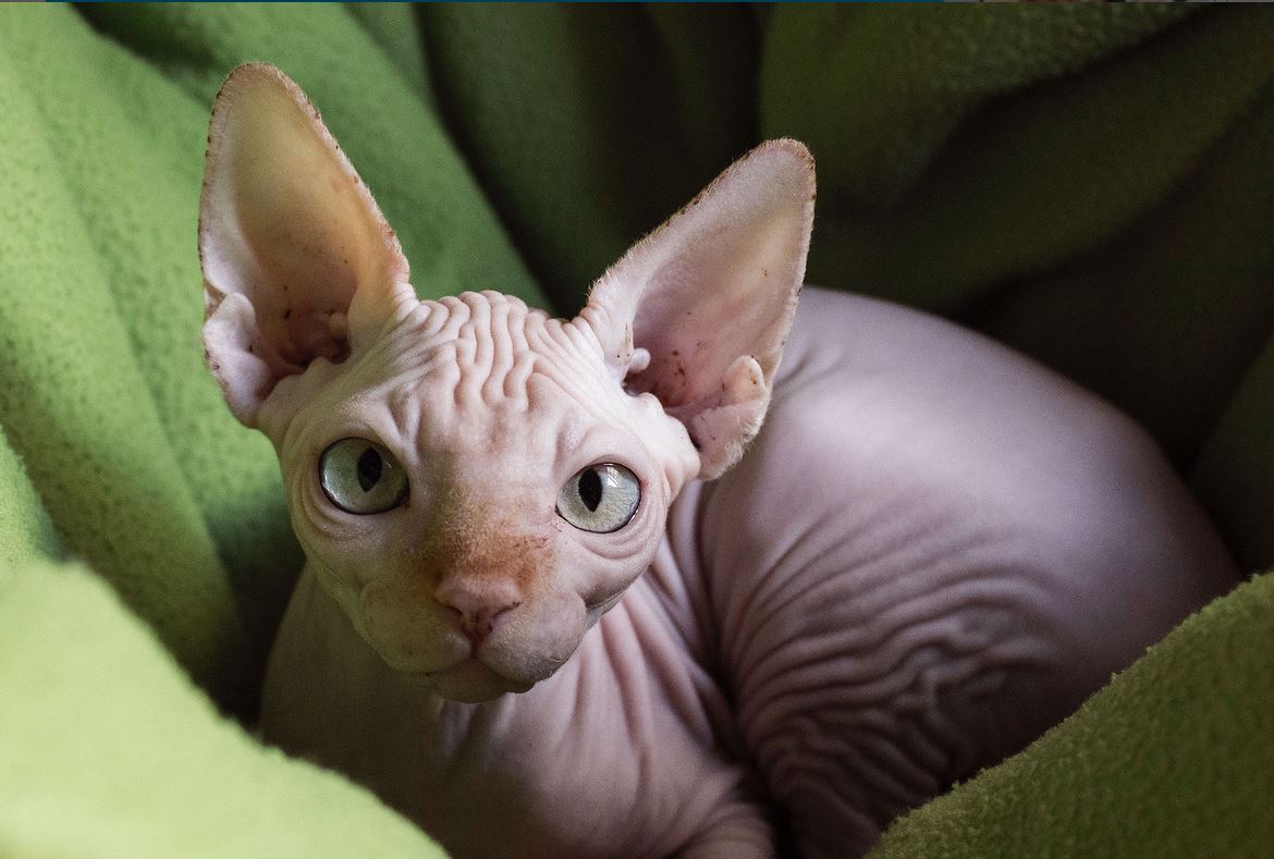most expensive cat toy