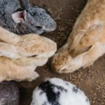 chinchillas exotic animal