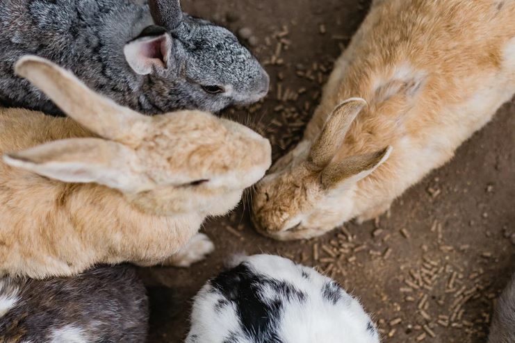 chinchillas