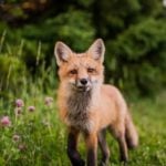 fennec foxes exotic animal