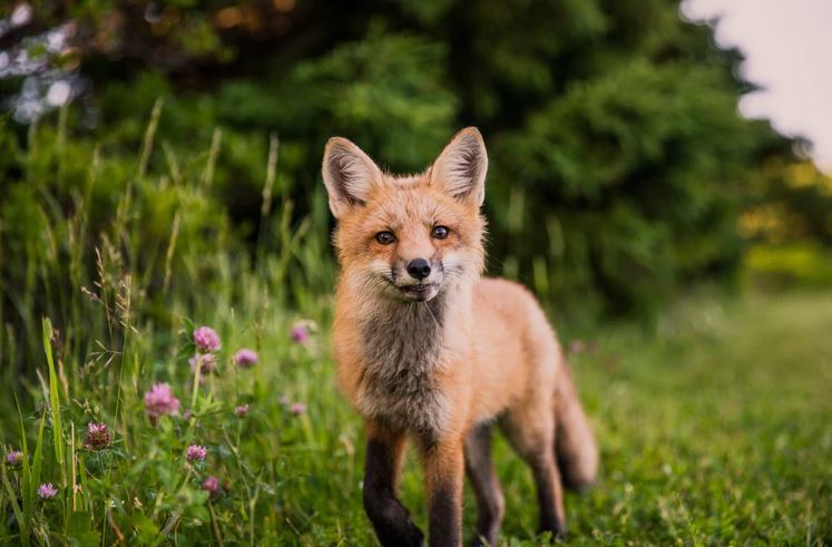 Fennec fox