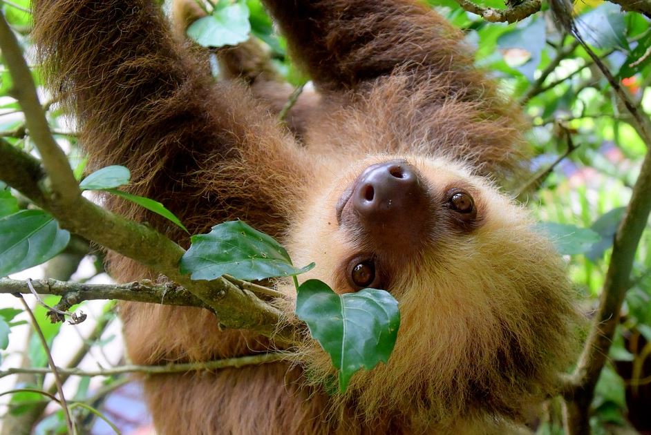 sloths