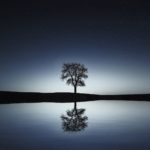 tree with reflection in a lake