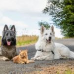 azmael the cat behave like a dog 1