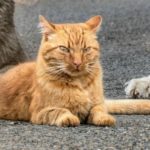 azmael the cat behave like a dog 2