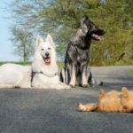 azmael the cat behave like a dog 3