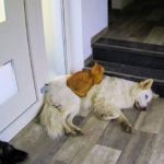 azmael the cat behave like a dog 4