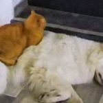 azmael the cat behave like a dog 5