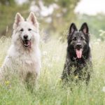 azmael the cat behave like a dog 6