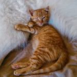 azmael the cat behave like a dog 7