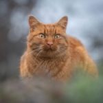 azmael the cat behave like a dog 8