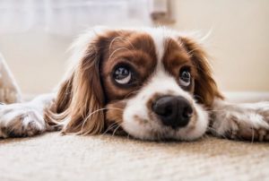 cute sad dog