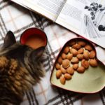 cat and food