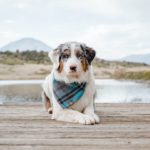 senior dog