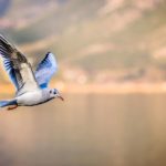 seagull flying
