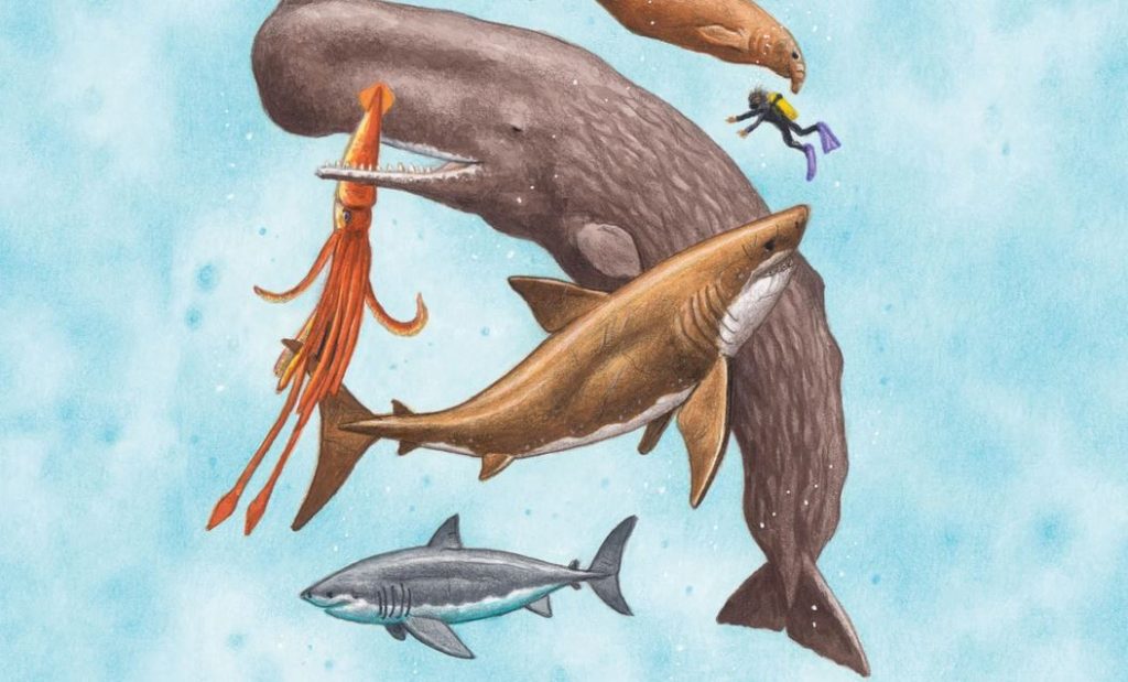 Megalodon and modern sea meat eaters