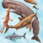 megalodon and modern sea meat eaters