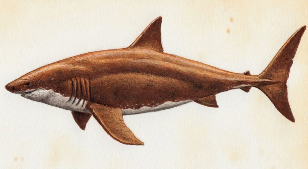 Otodus megalodon