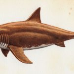 otodus megalodon