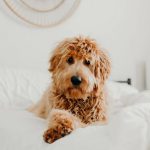 goldendoodle