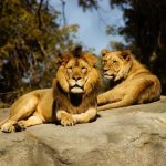lion couple on stone