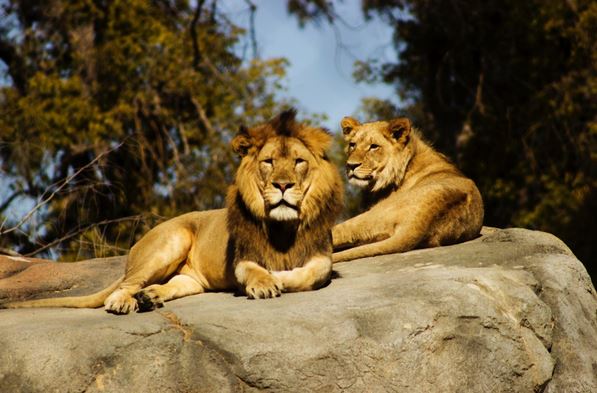 Lion couple on stone