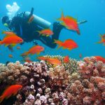 scuba diver