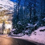 trees besides road