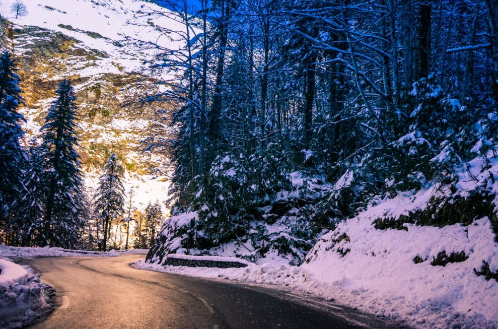 trees besides road