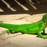 green iguanas