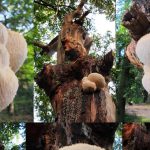 lions mane mushroon