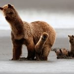 bearpacas
