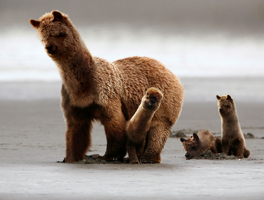 bearpacas