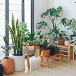 beautiful indoor plants