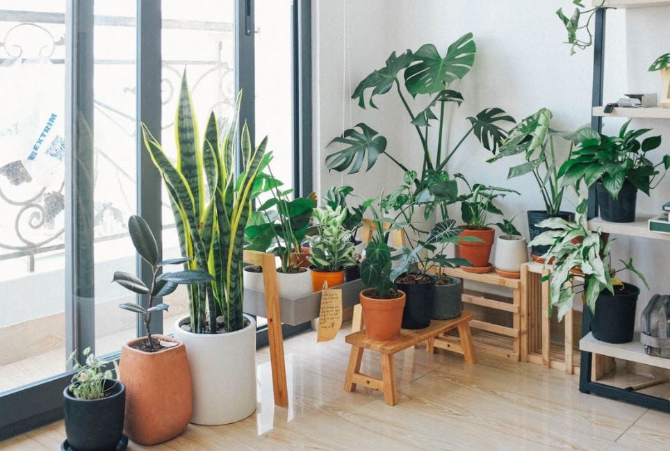 beautiful indoor plants | Reckon Talk