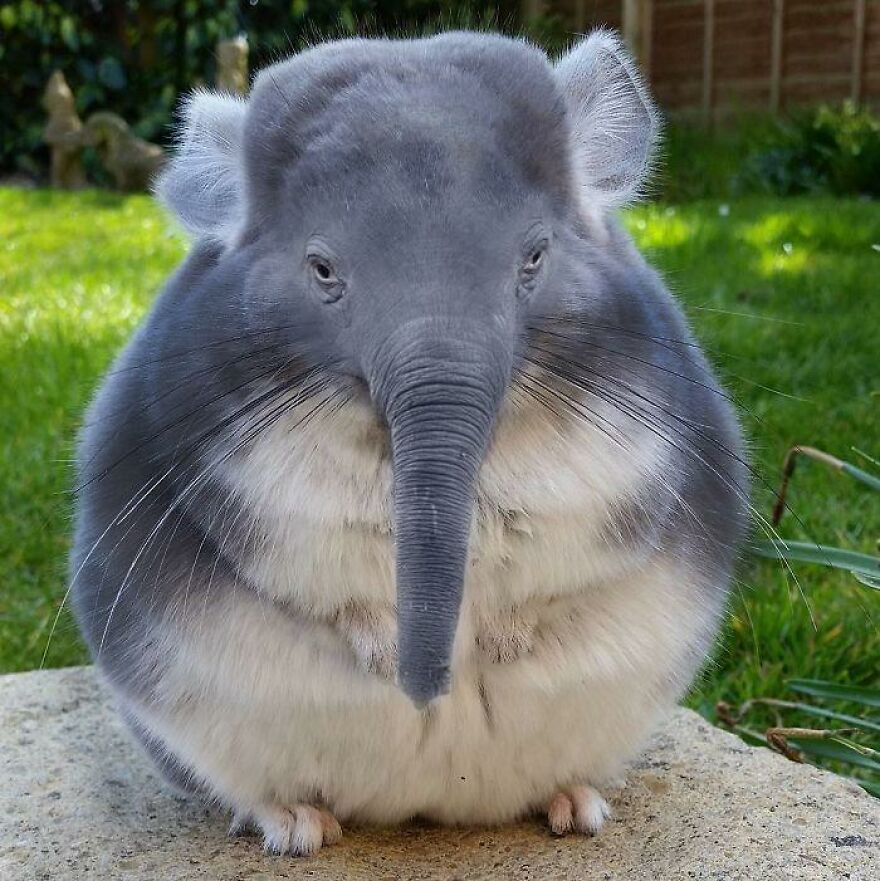 chillaphant