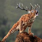 deeropard