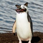 doguin