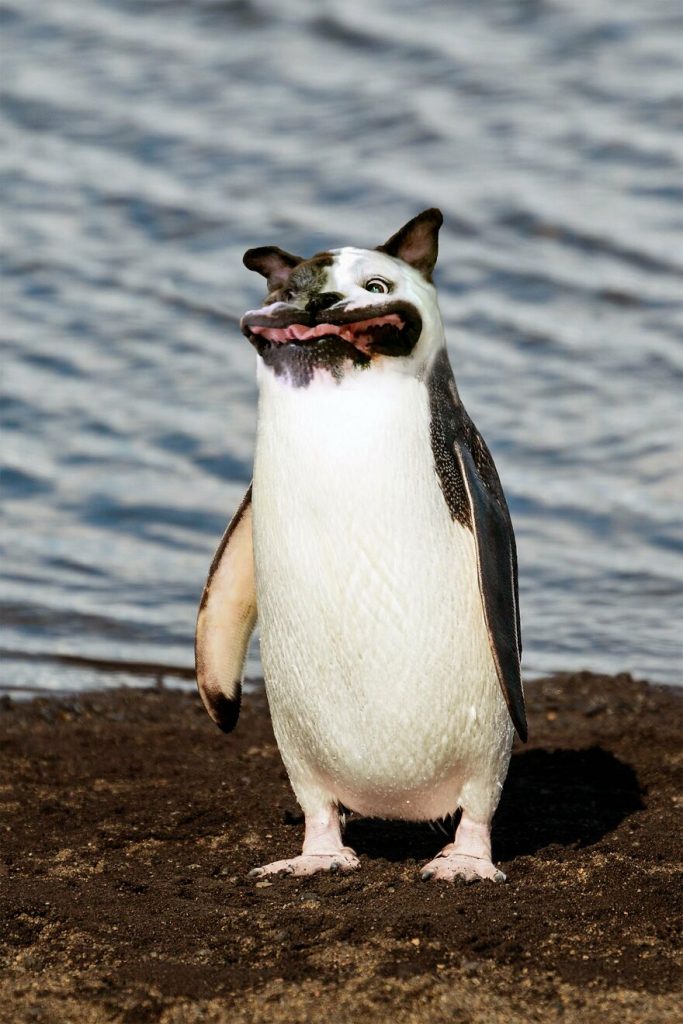 doguin