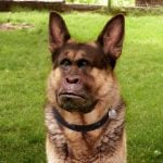 donkey hybrid